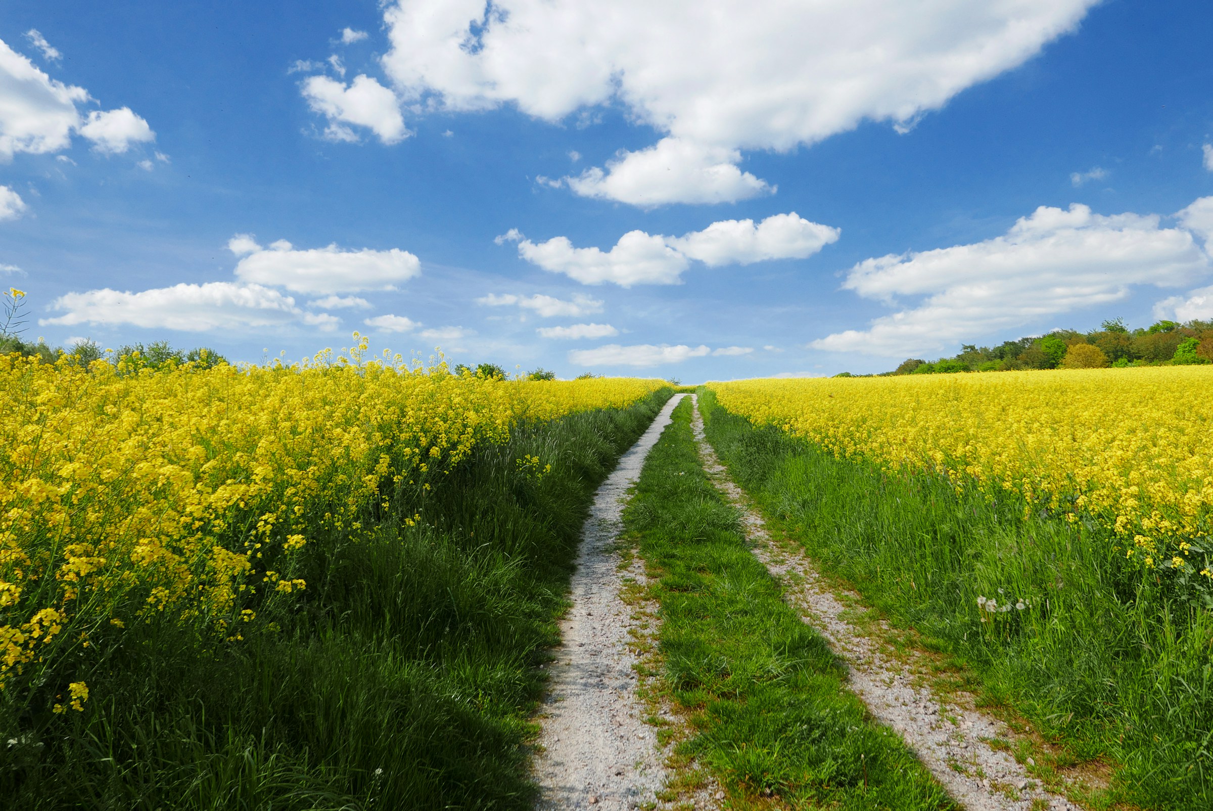 Feldweg durch ein blühendes Rapsfeld unter blauem Himmel